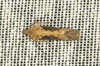 Scrobipalpa costella