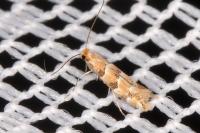 Phyllonorycter trifasciella