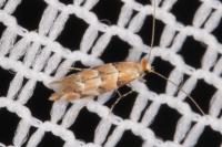 Phyllonorycter trifasciella