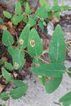 Fomoria septembrella