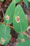 Fomoria septembrella