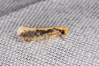 Monopis crocicapitella