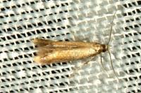 Coptotriche marginea