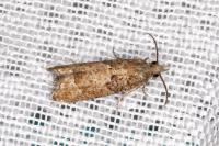 Acroclita subsequana
