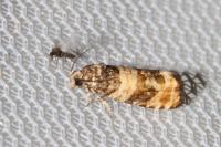 Piniphila bifasciana