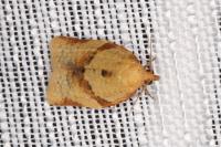 Clepsis consimilana