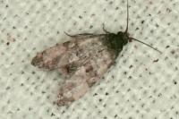 Cochylichroa atricapitana