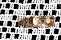 Notocelia trimaculana