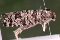 Retinia resinella
