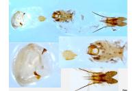 Retinia resinella