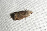 Cydia splendana