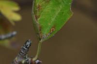 Bucculatrix bechsteinella