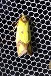 Agapeta zoegana