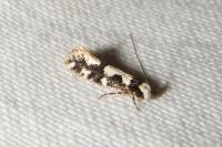 Neurothaumasia ankerella