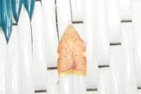 Carcina quercana