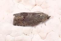 Cydia splendana