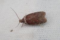Agonopterix cnicella