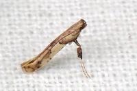 Caloptilia honoratella