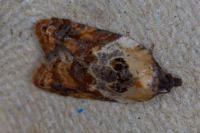 Acleris variegana