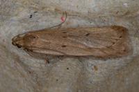 Acompsia antirrhinella/tripunctella