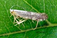 Argyresthia spinosella