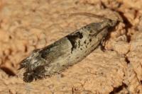 Epinotia ramella