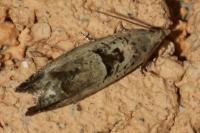 Epinotia ramella