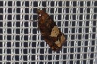 Epinotia trigonella