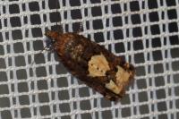 Epinotia trigonella