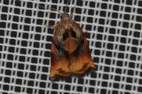 Archips podana