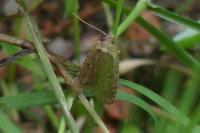 Agonopterix ciliella/heracliana