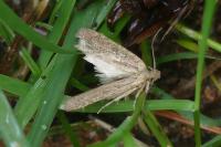 Agonopterix ciliella/heracliana