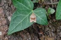 Clepsis dumicolana