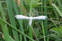 Pterophorus pentadactylus