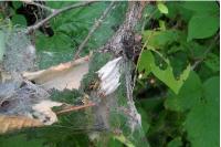 Yponomeuta evonymella