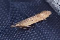 Dichomeris acuminata