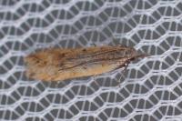 Dichomeris acuminata