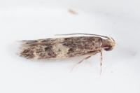Apatema mediopallidum