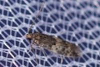 Apatema mediopallidum