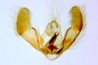 Notocelia mediterranea