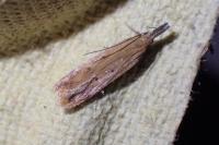 Dichomeris acuminata