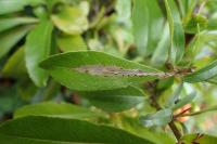 Phyllonorycter leucographella