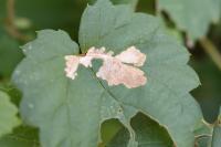 Cosmopterix zieglerella