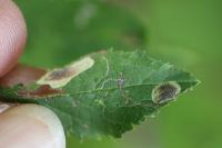 Stigmella plagicolella