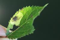 Stigmella plagicolella