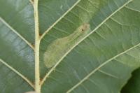Phyllonorycter rajella