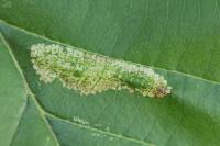 Phyllonorycter rajella
