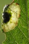 Stigmella plagicolella