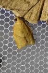 Clepsis consimilana