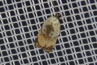 Acleris permutana